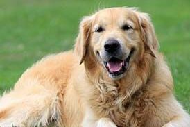 Технический директор линии Canis